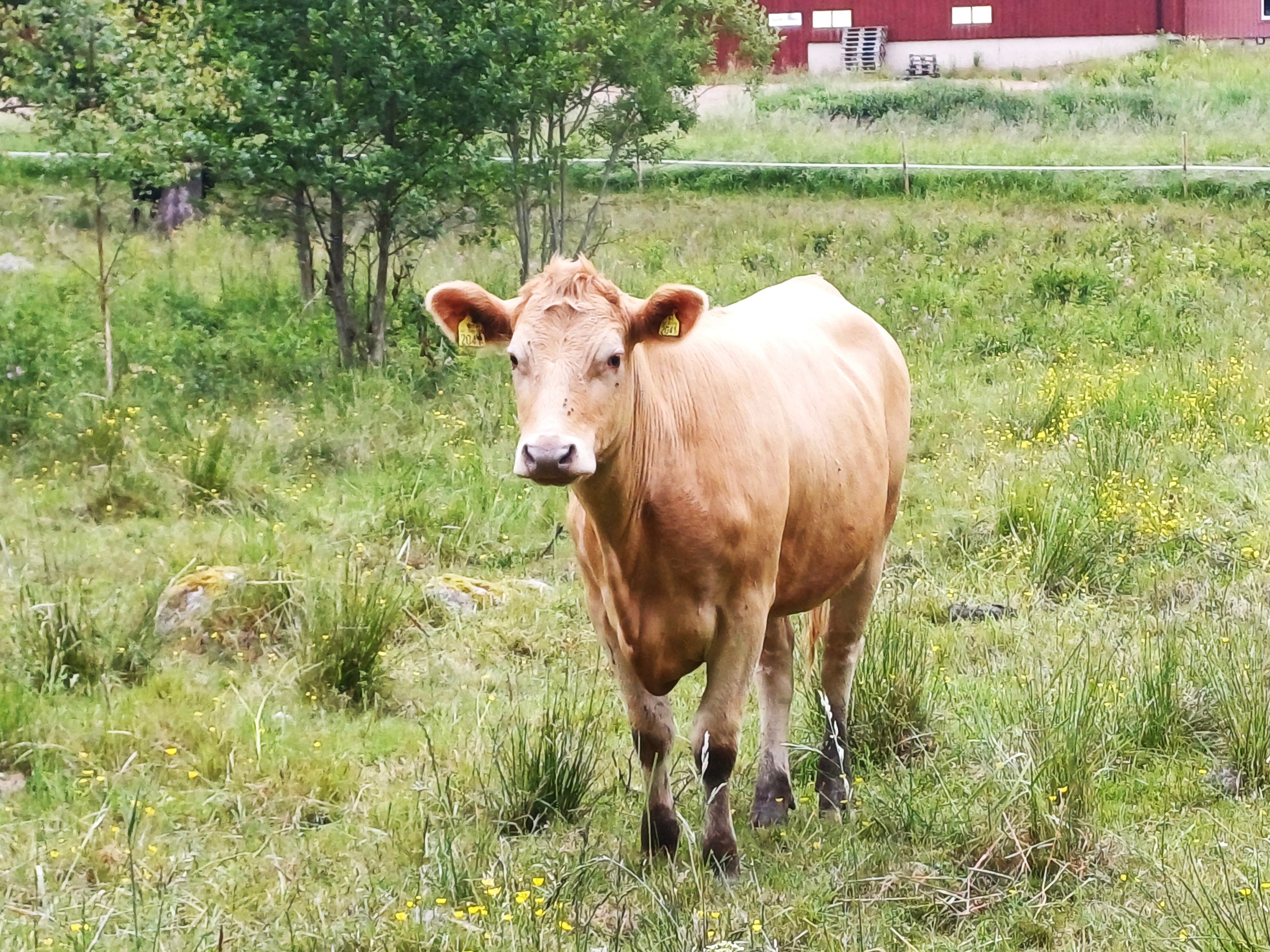 Tjur som betar vid Gustafsvik