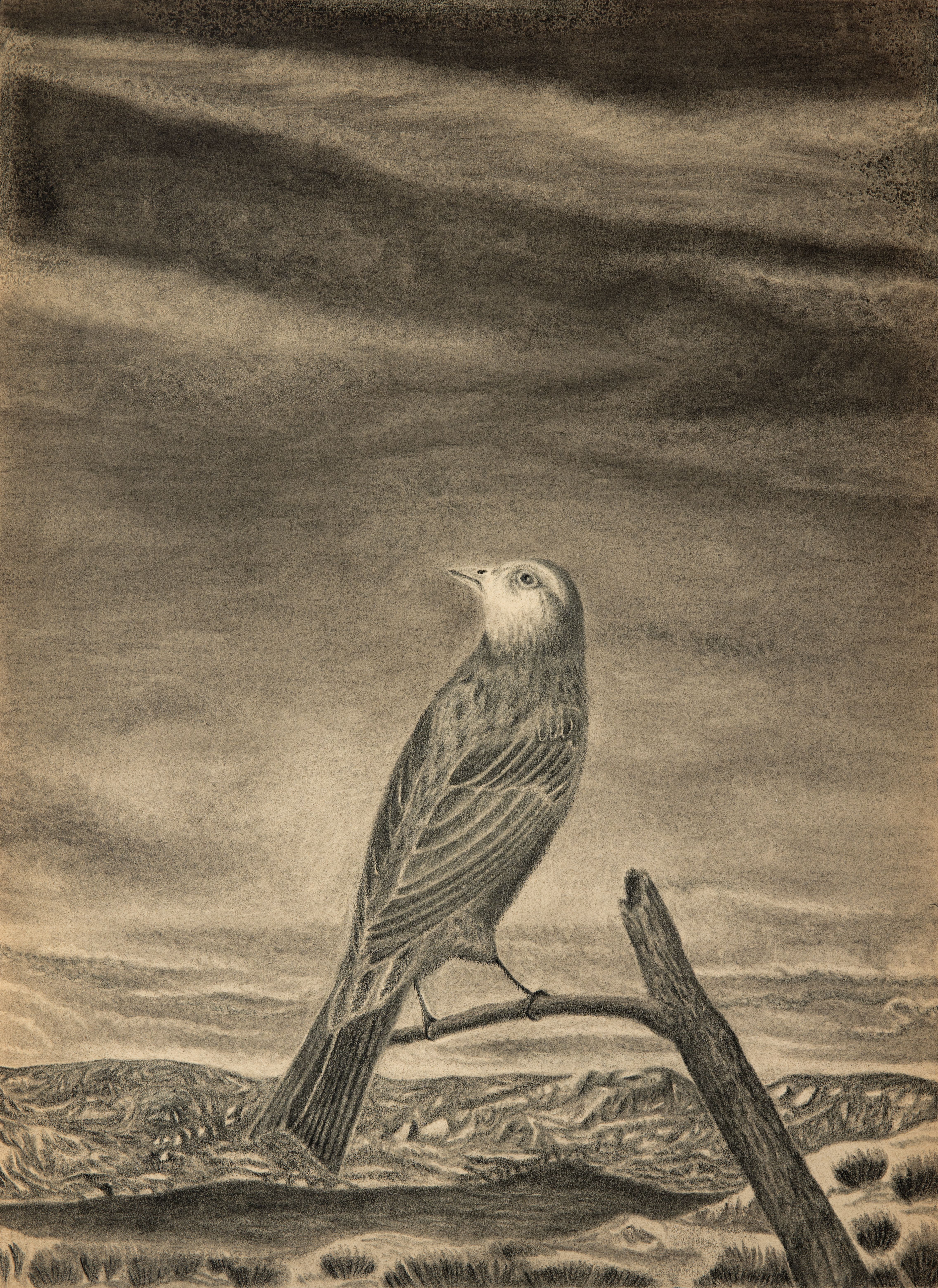 Fågeln, 2020 Kol på papper / Charcoal on paper, 43x31,7 cm